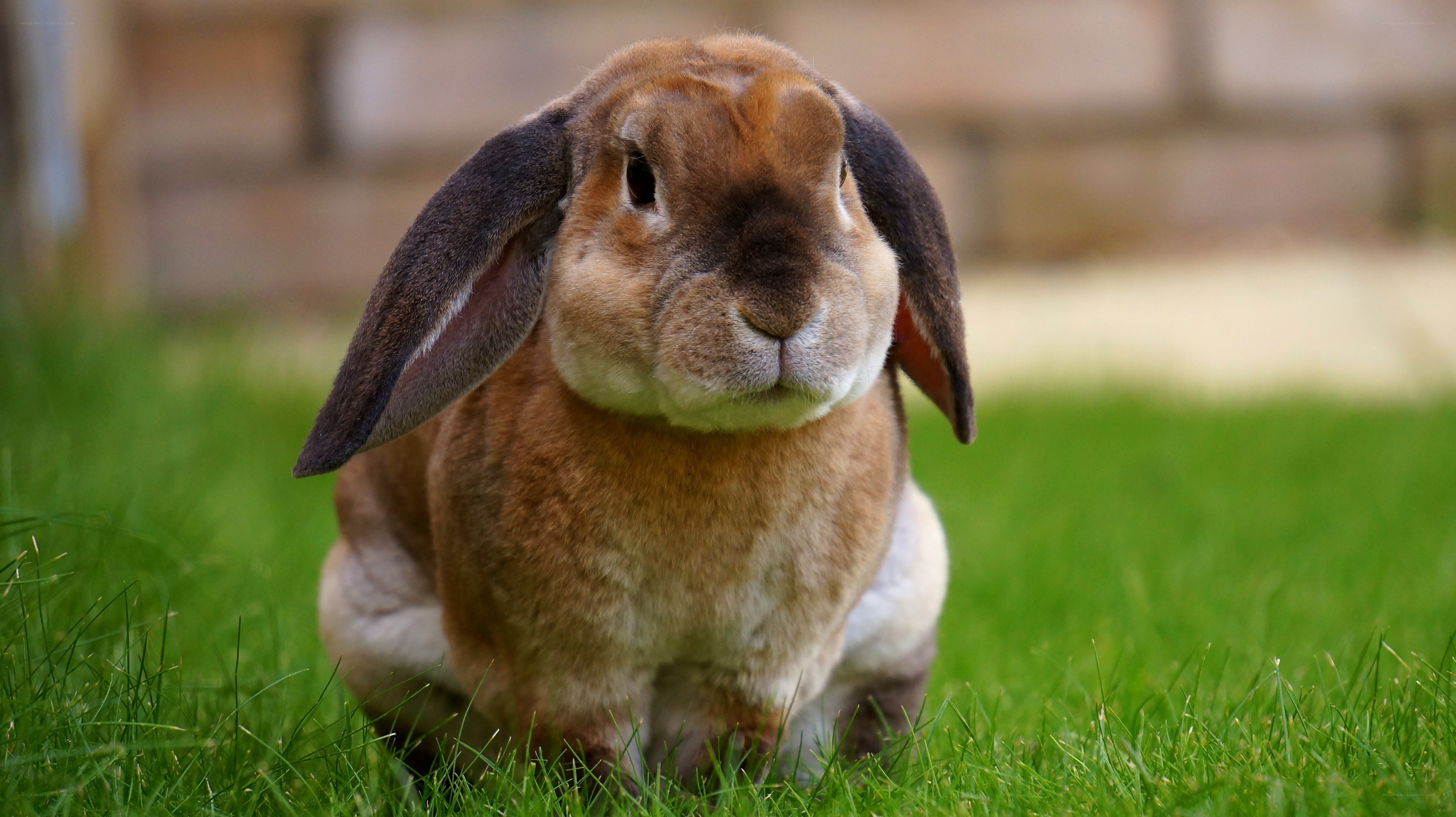 brown lop-eared rabbit on grass