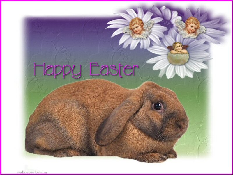 Brown Lop-eared Rabbit — Purple