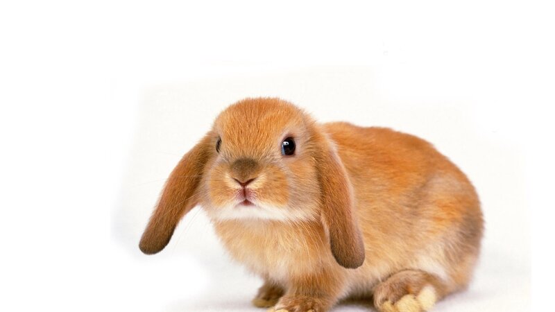 brown lop-eared rabbit