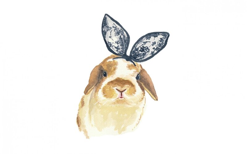 Brown Lop-eared Rabbit — White