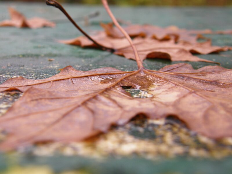 Brown Maple Leaf — Calm, Autumn