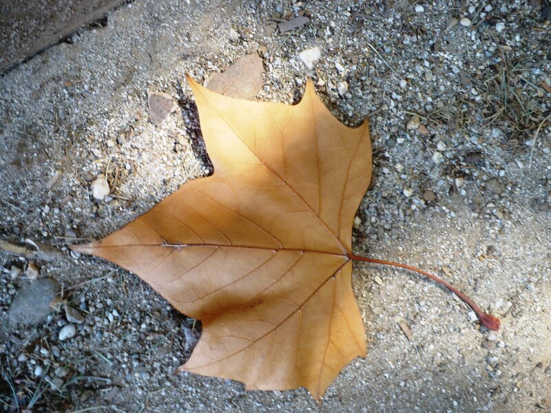 Brown Maple Leaf — Calm
