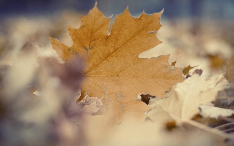Brown Maple Leaf — Serene