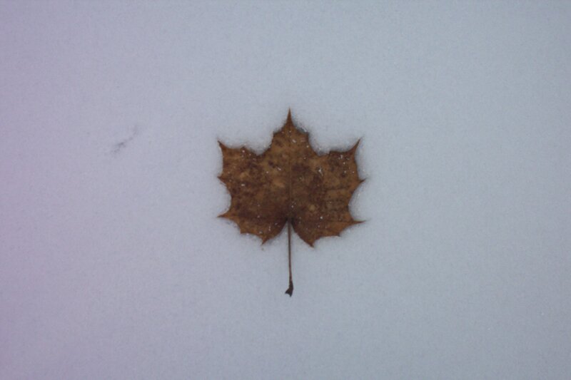Brown Maple Leaf