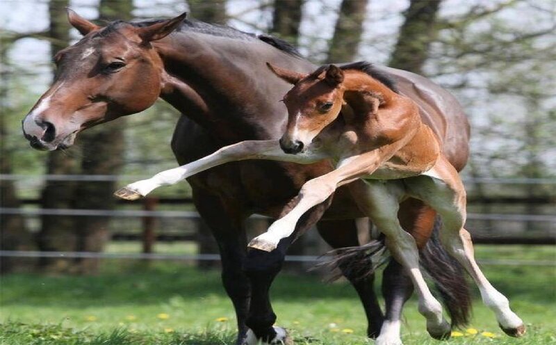 Brown Mare and Foal — Active