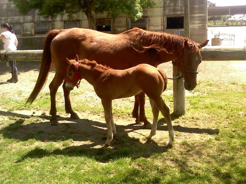 Brown Mare and Foal — Calm, Afternoon, Photograph