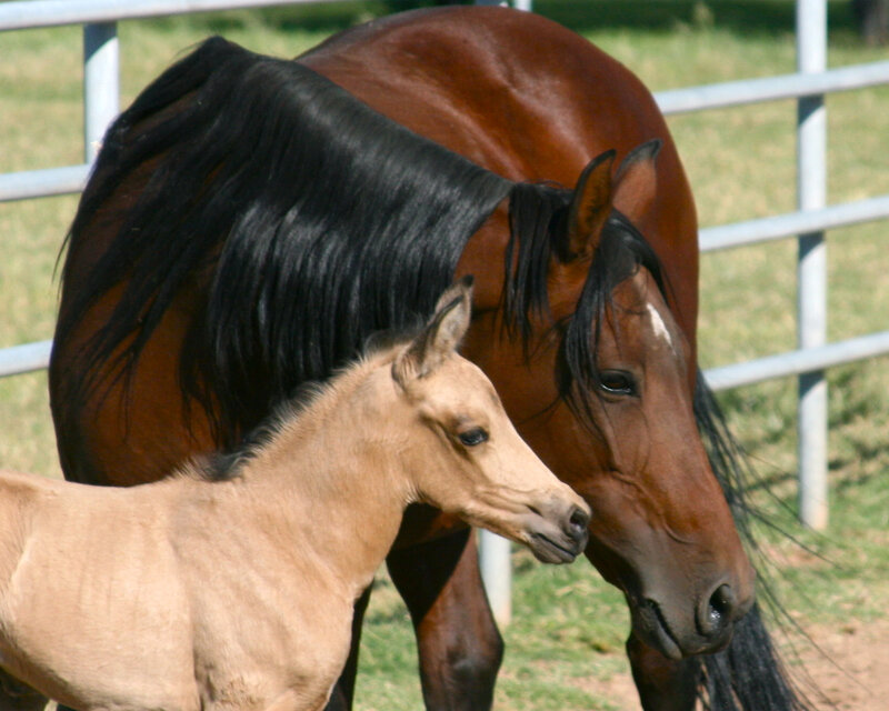 Brown Mare and Foal — Calm, Afternoon