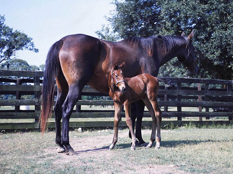 Brown Mare and Foal — Calm