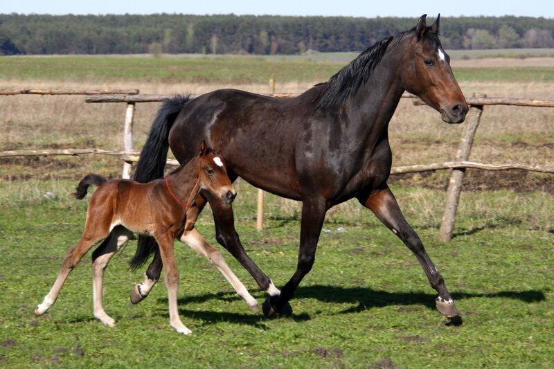 Brown Mare and Foal — Green, Calm