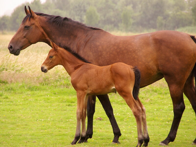 Brown Mare and Foal — Green, Serene, Afternoon, Photograph, Grass Field