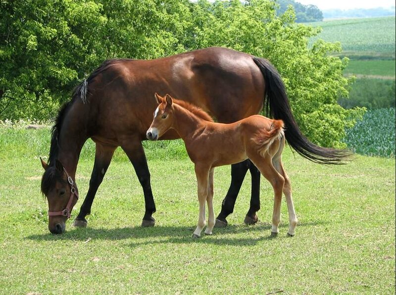 Brown Mare and Foal — Green, Serene, Afternoon
