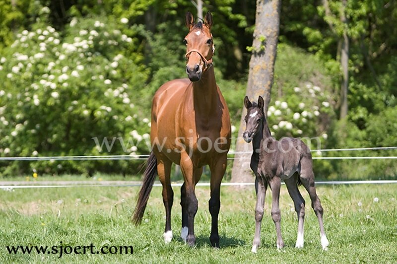 Brown Mare and Foal — Green, Serene, Summer