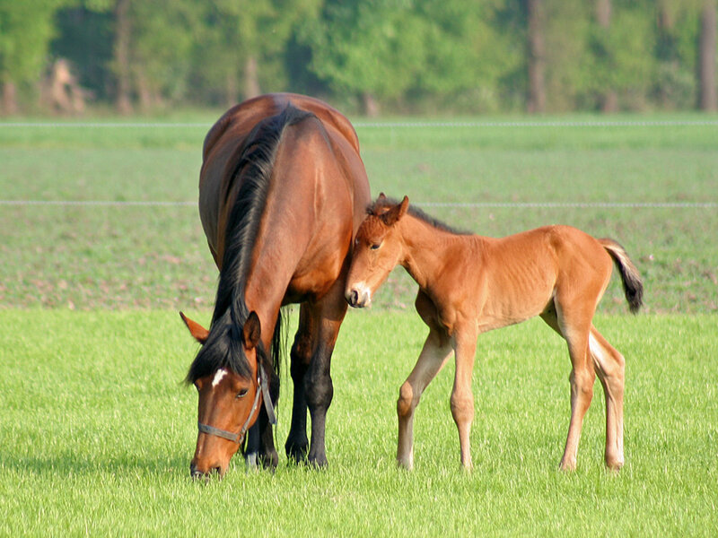 Brown Mare and Foal — Green, Serene