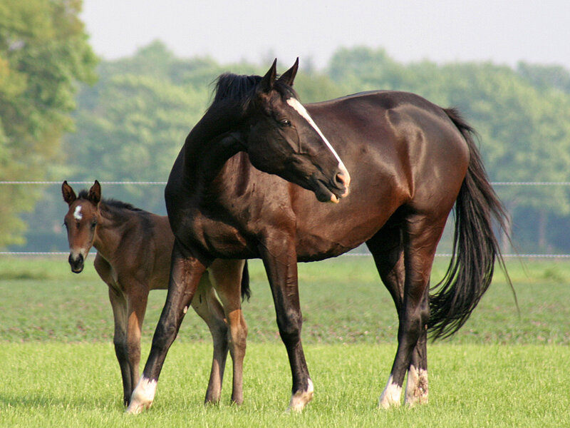 Brown Mare and Foal — Green
