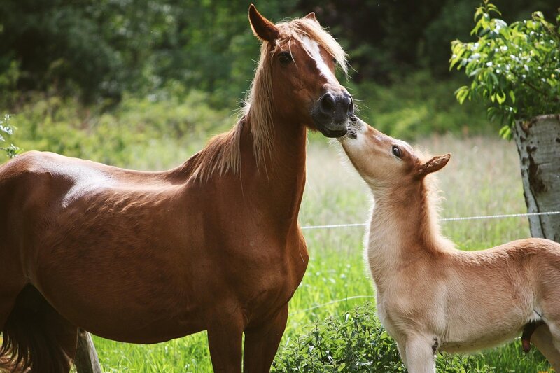 Brown Mare and Foal — Serene, Afternoon, Photograph