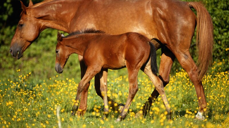 Brown Mare and Foal — Serene, Afternoon