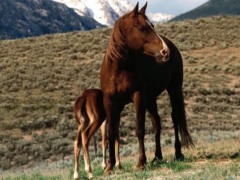 Brown Mare and Foal — Serene