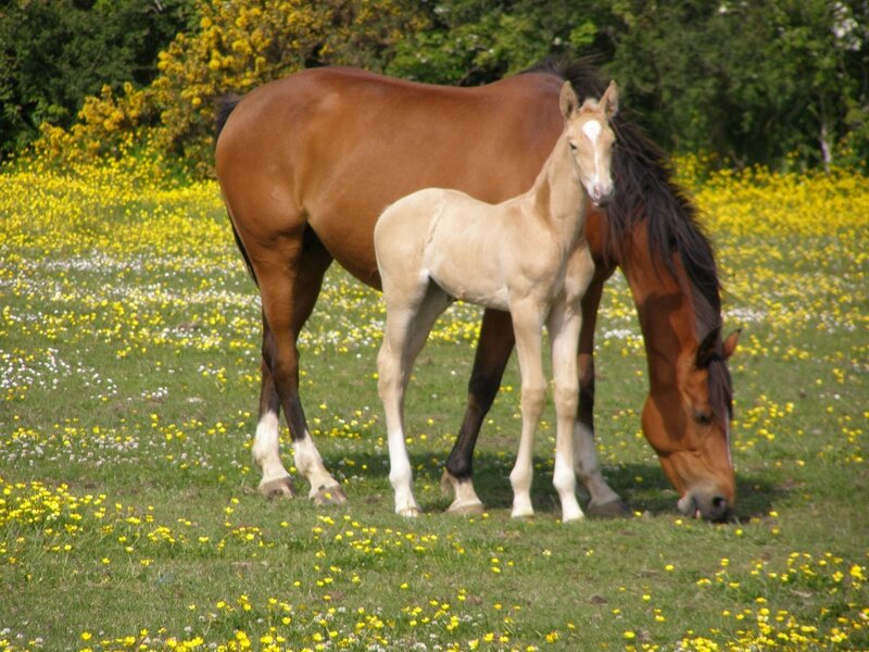 Brown Mare and Foal