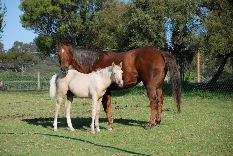 Brown Mare and White Foal