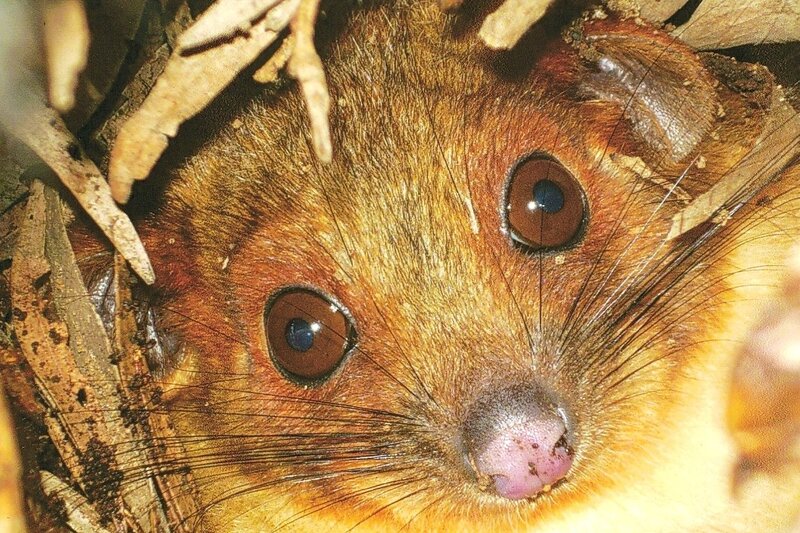 Brown Marsupial in Leaves