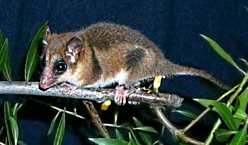 Brown Marsupial on Branch