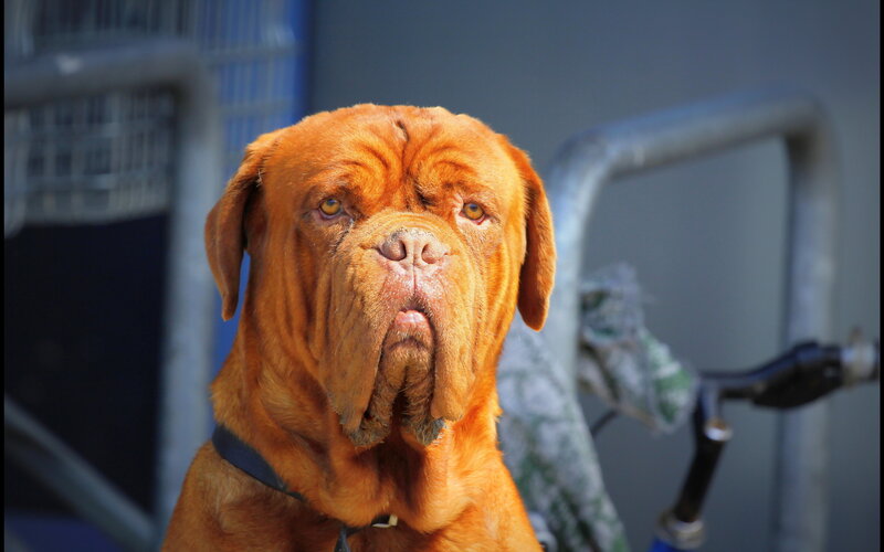 Brown Mastiff Dog — Calm, Afternoon