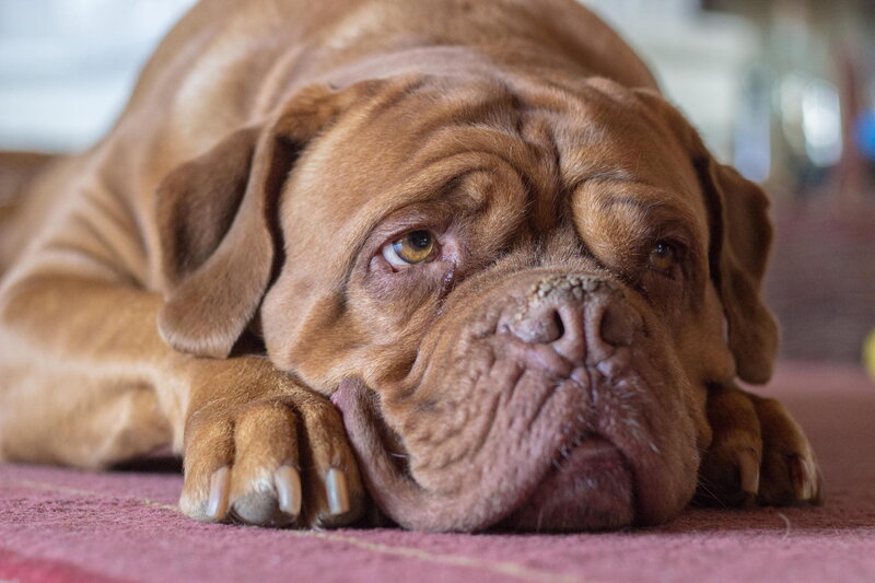 Brown Mastiff Dog — Calm, Photograph, Carpet