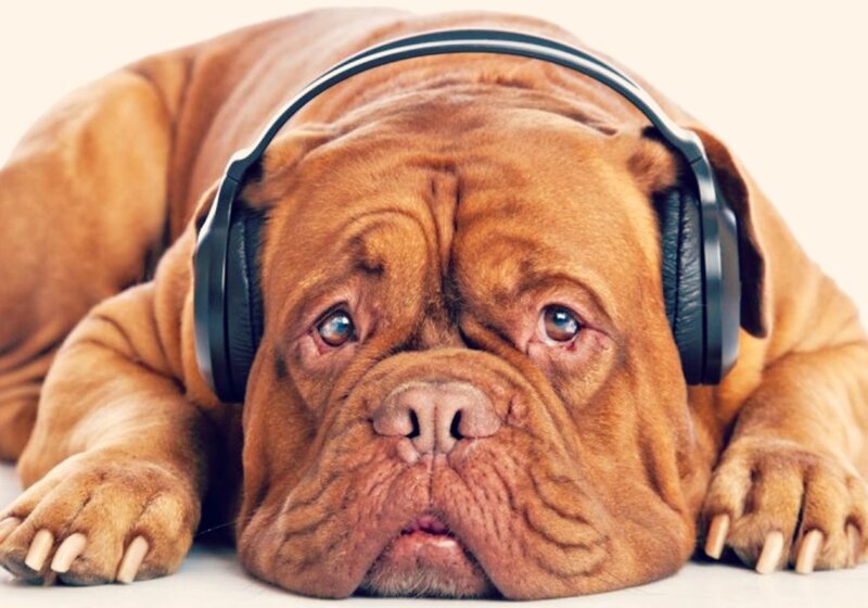 Brown Mastiff Dog — Calm, Photograph, Headphones