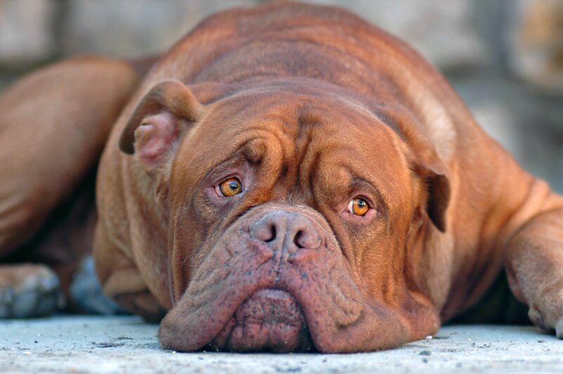 Brown Mastiff Dog — Calm, Photograph