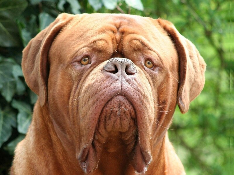 Brown Mastiff Dog — Calm