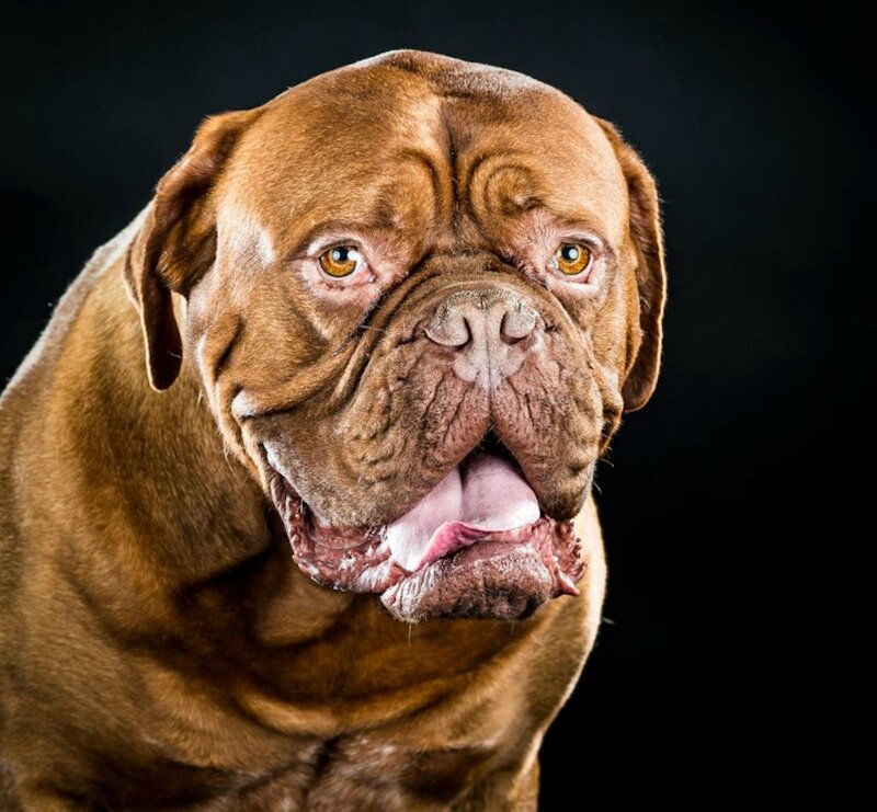 Brown Mastiff Dog — Dramatic, Photograph