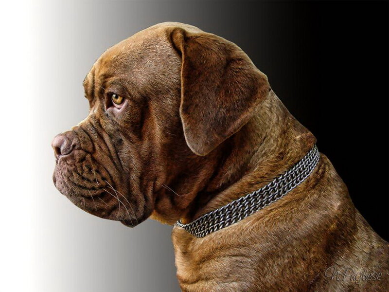 Brown Mastiff Dog — Dramatic