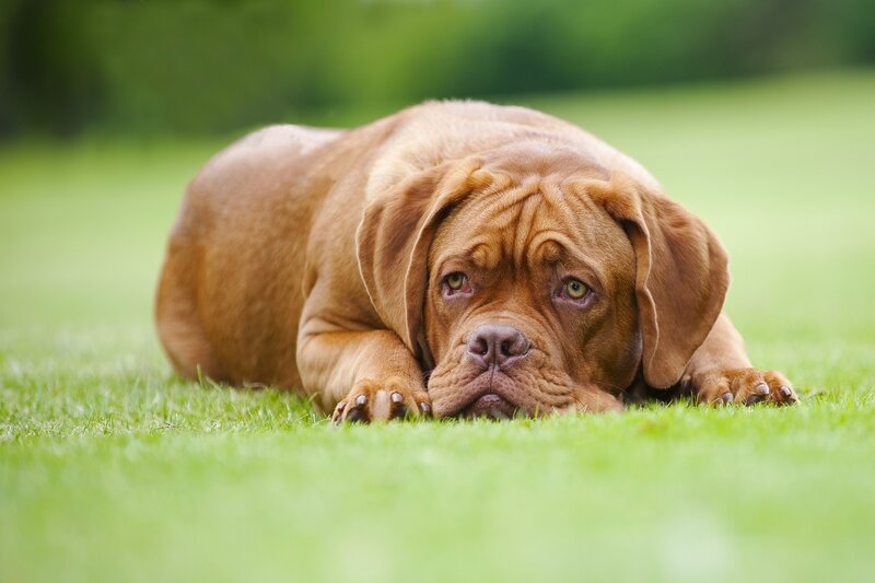 Brown Mastiff Dog — Green, Calm