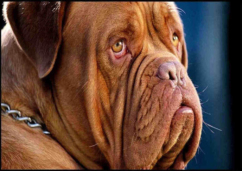 Brown Mastiff Dog — Serious