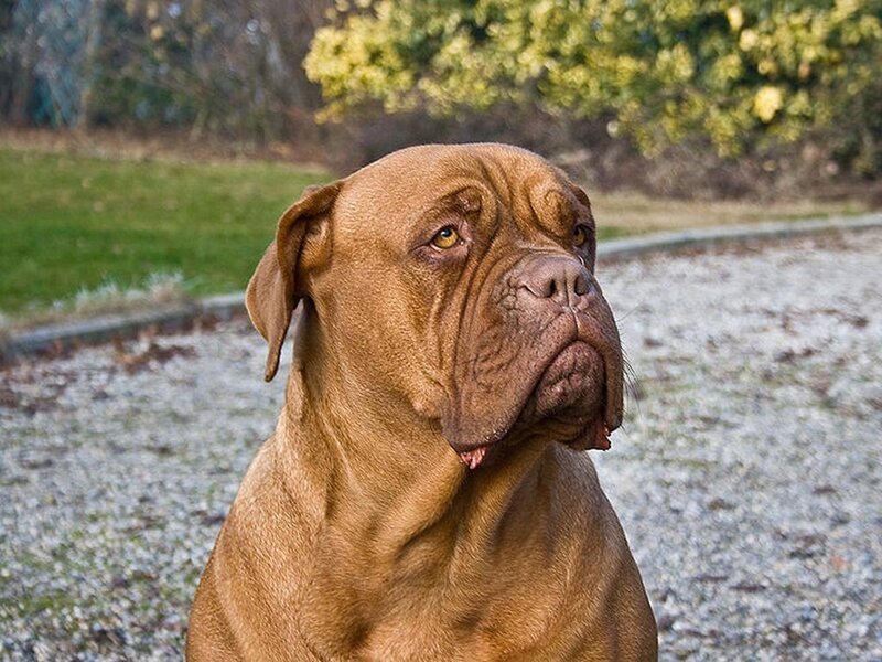 Brown Mastiff Dog