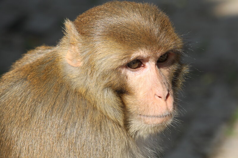 Brown Monkey Face