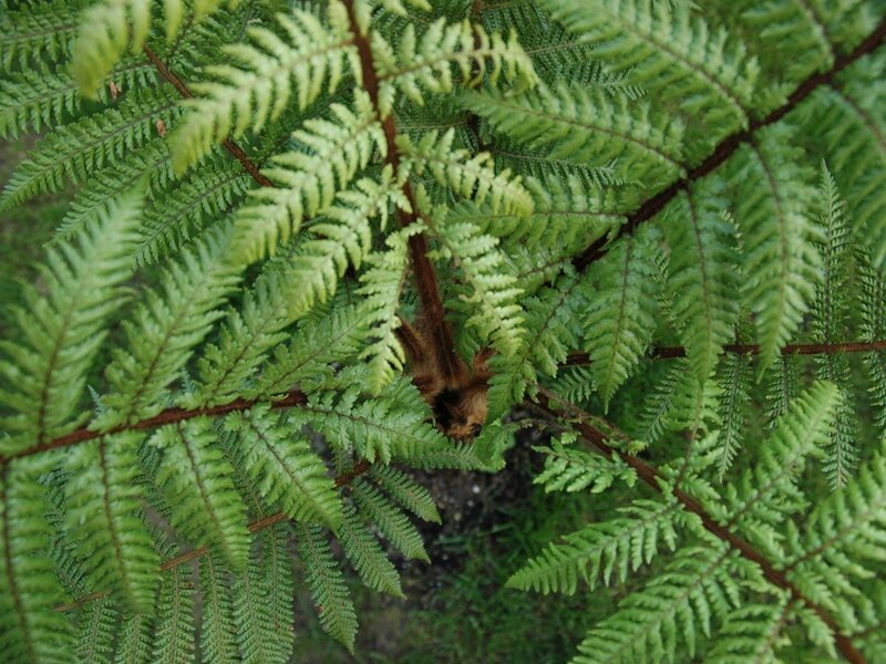 Brown Monkey in Ferns