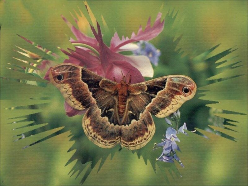 Brown Moth on Flower