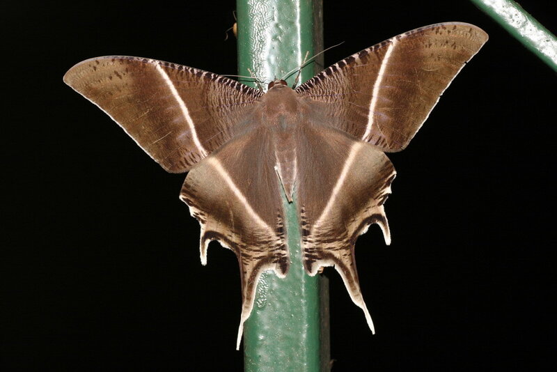 Brown Moth on Green Pole