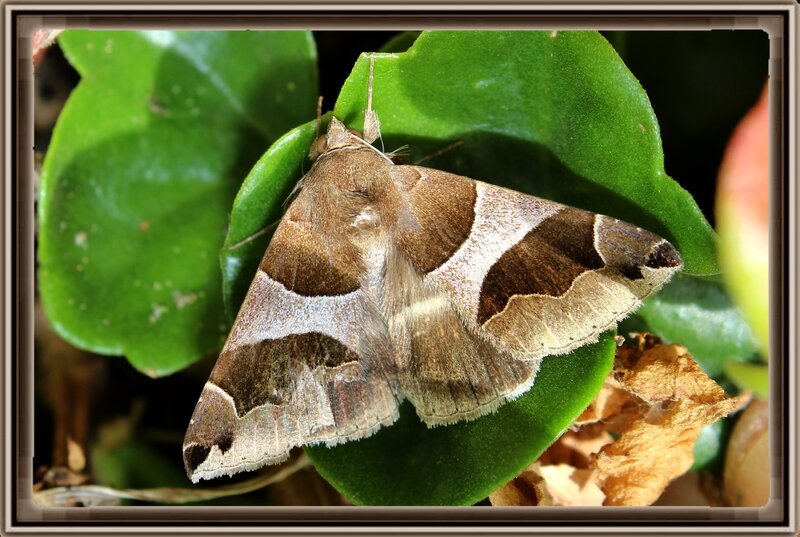Brown Moth on Leaf