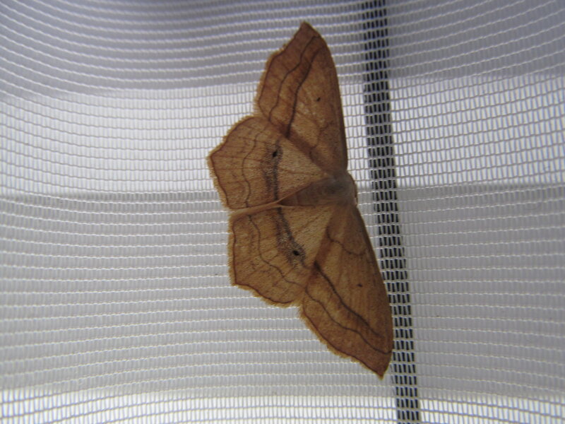 Brown Moth on Mesh