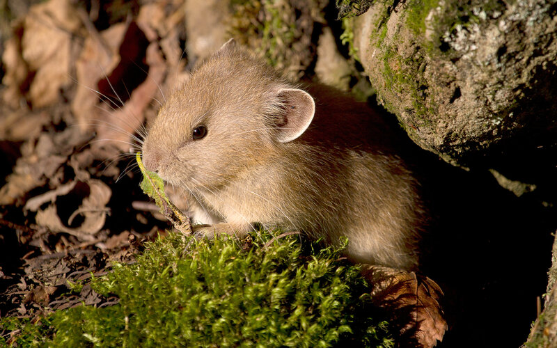 Brown Mouse Eating Leaf — Green