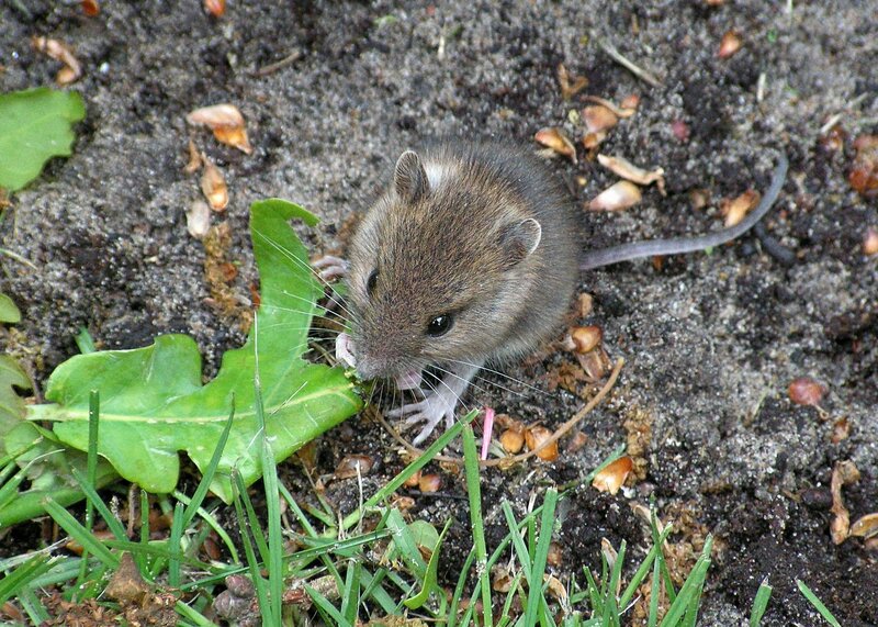 Brown Mouse Eating Leaf