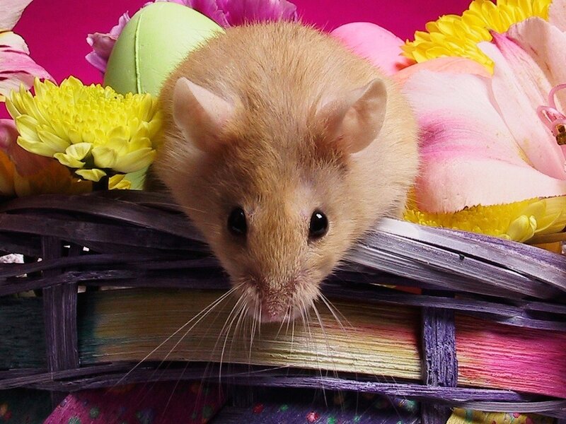 Brown Mouse in Basket