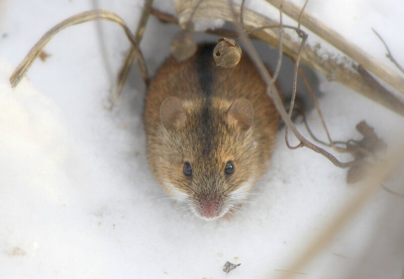 Brown Mouse in Snow
