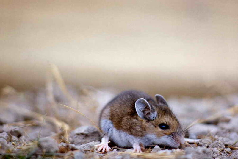 Brown Mouse on Ground
