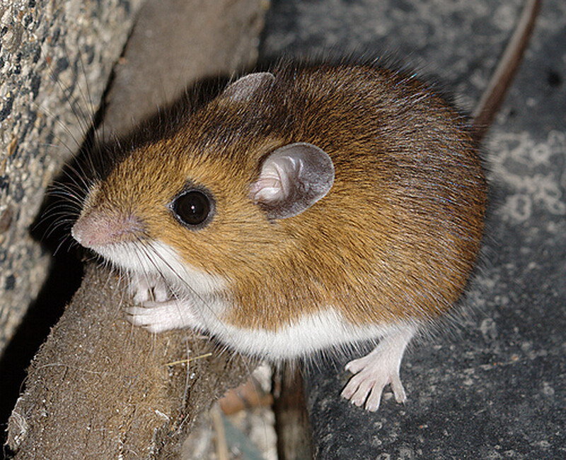 Brown Mouse on Rock