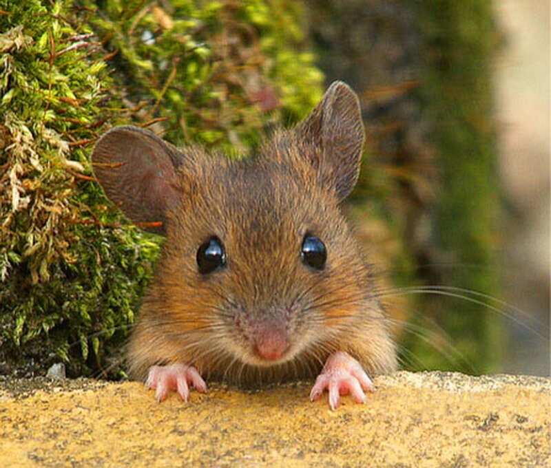 Brown Mouse on Stone