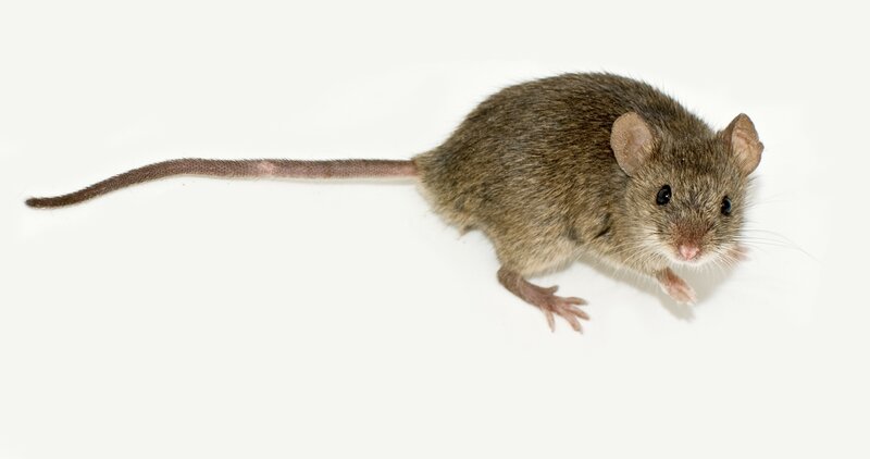 Brown Mouse on White