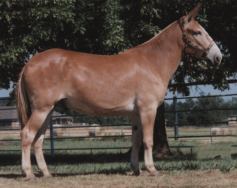 brown mule standing in a field